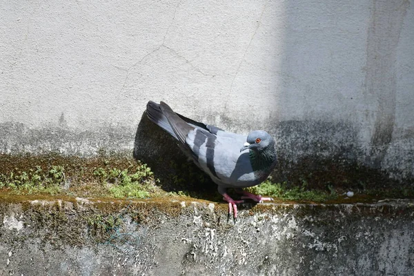 Gray Colored Pigeon Sitting Wall — Fotografia de Stock