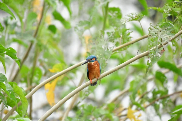Common Kingfisher Sitting Tree Branch — Stockfoto
