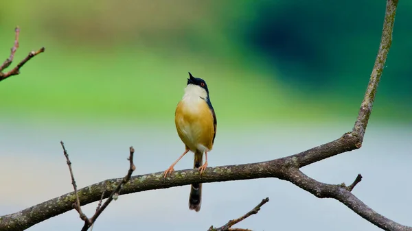 Fliegenfänger Der Alten Welt Bunter Indischer Vogel Sitzt Freier Wildbahn — Stockfoto