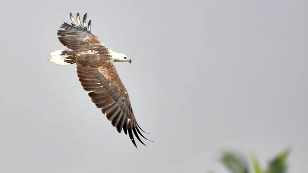 Flight Kite Bird White Head — Stockfoto