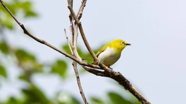 Ağaç dalı üzerinde oturan renkli kuş