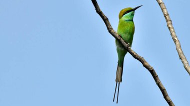 Green bee eater bird sitting on a branch