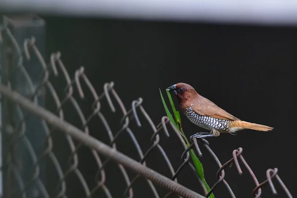 Scaly Breasted Munia Spotted Munia Bird Lonchura Punctulata Sitting Fence — Photo