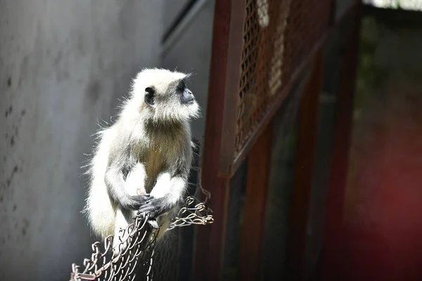 Indiano Gray Langur Macacos Sentados Uma Cerca — Fotografia de Stock