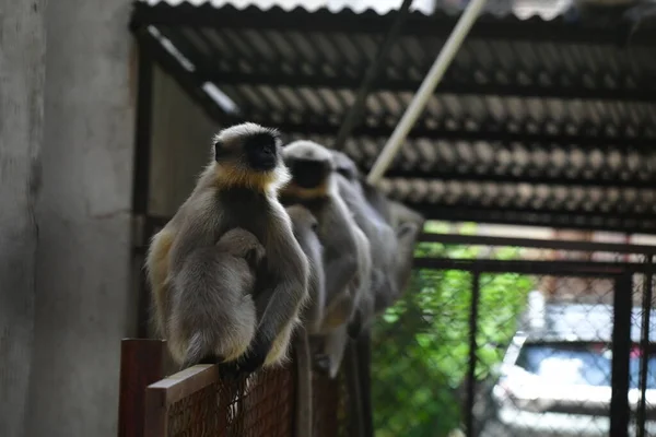 Indiano Gray Langur Macacos Sentados Uma Cerca — Fotografia de Stock