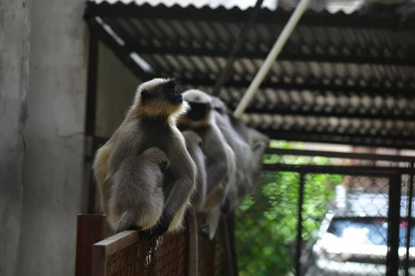 Singes Langur Gris Indien Assis Sur Une Clôture — Photo