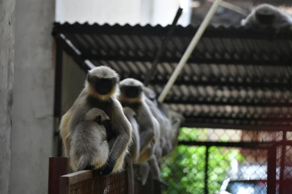 Indiano Gray Langur Macacos Sentados Uma Cerca — Fotografia de Stock