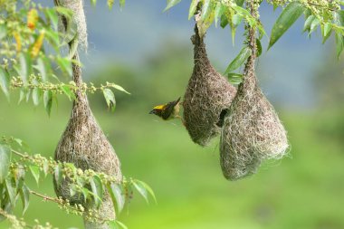 Baya Weaver (Ploceus philippinus), Hindistan Yarımadası 'nda bulunan dokumacı bir kuştur. Yuvası ile tanınan geniş bir dokumacı.