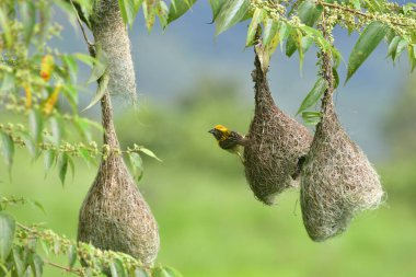 Baya Weaver (Ploceus philippinus), Hindistan Yarımadası 'nda bulunan dokumacı bir kuştur. Yuvası ile tanınan geniş bir dokumacı.