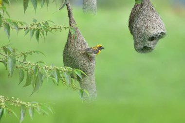 Baya Weaver (Ploceus philippinus), Hindistan Yarımadası 'nda bulunan dokumacı bir kuştur. Yuvası ile tanınan geniş bir dokumacı.