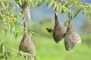 Baya Weaver (Ploceus philippinus), Hindistan Yarımadası 'nda bulunan dokumacı bir kuştur. Yuvası ile tanınan geniş bir dokumacı.