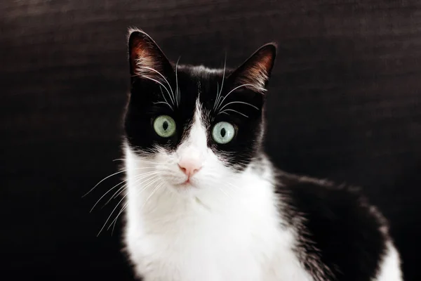 Portrait Funny Black White Cat — Stock Photo, Image