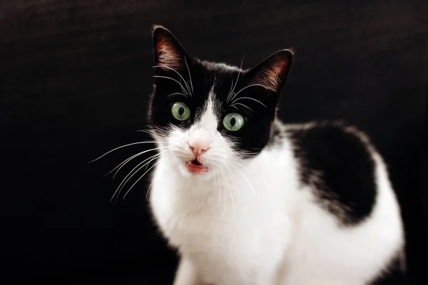 Gato Preto Branco Engraçado Com Olhos Verdes Boca Aberta — Fotografia de Stock