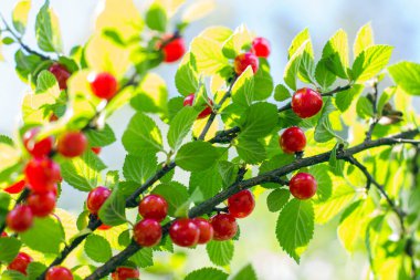 Yeşil ağaç dalında olgun kırmızı kiraz. Güneşin altında hasat et