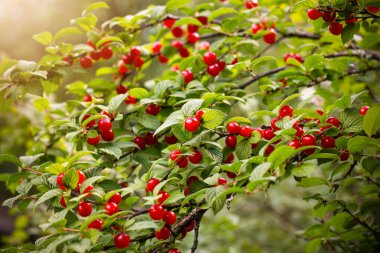 Yeşil ağaç dalında olgun kırmızı kiraz. Güneşin altında hasat et