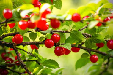 Yeşil ağaç dalında olgun kırmızı kiraz. Güneşin altında hasat et