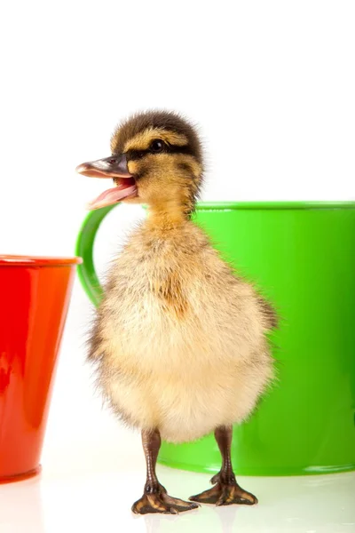 Eendje, dier, baby, geel, vogel, litten, jonge, — Stockfoto