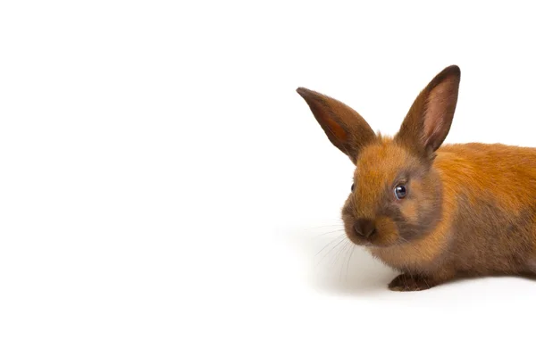 Bunny — Stock Photo, Image