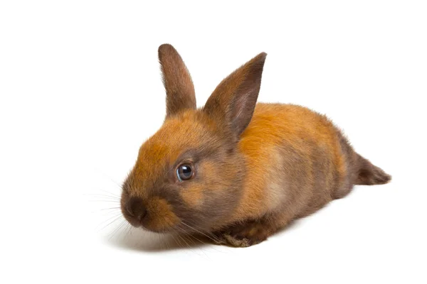 Bunny — Stock Photo, Image