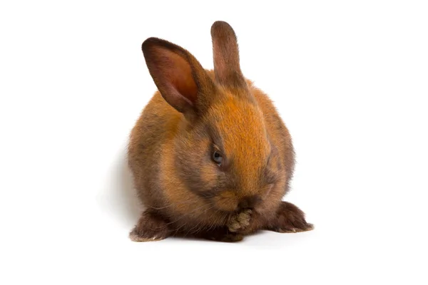 Bunny — Stock Photo, Image