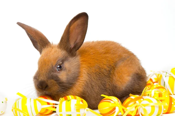 Bunny — Stock Photo, Image