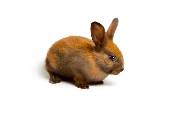 Bunny — Stock Photo, Image