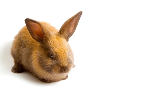 Bunny — Stock Photo, Image