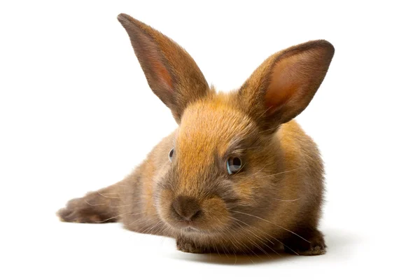 Bunny — Stock Photo, Image