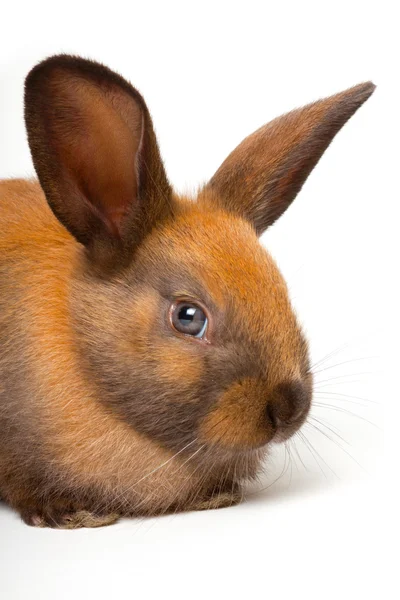 Bunny — Stock Photo, Image