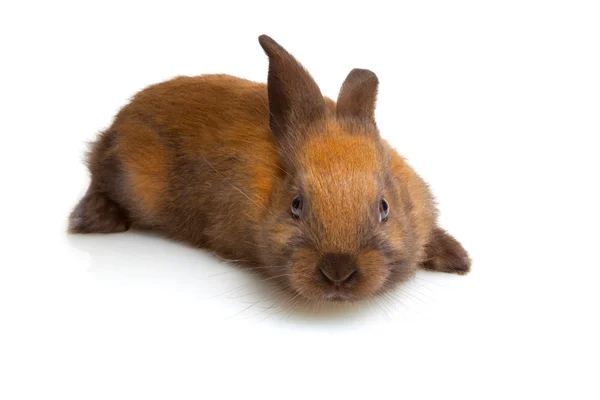 Bunny — Stock Photo, Image