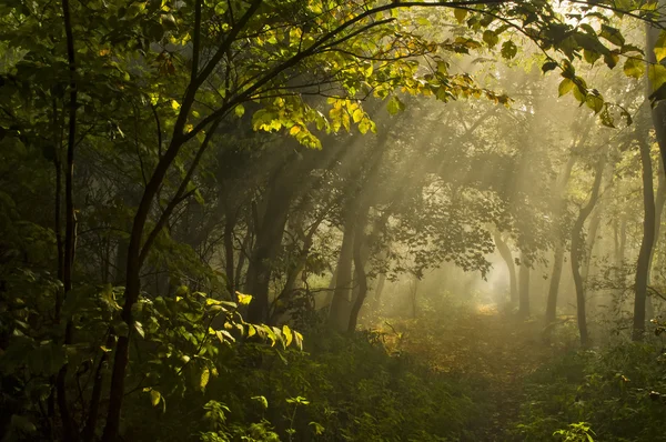 Otoño en el bosque — Foto de Stock