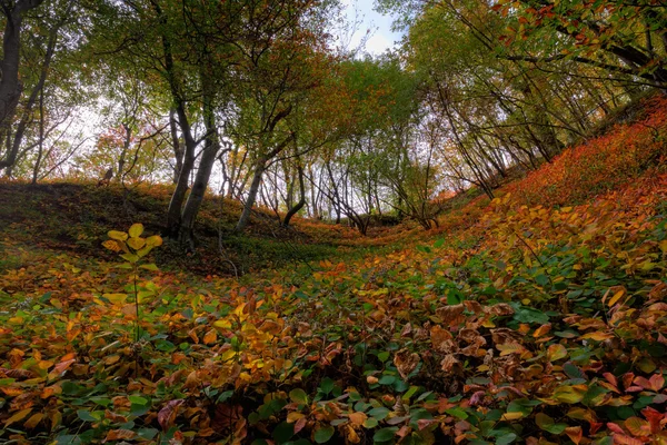 Herfst in het bos — Stockfoto