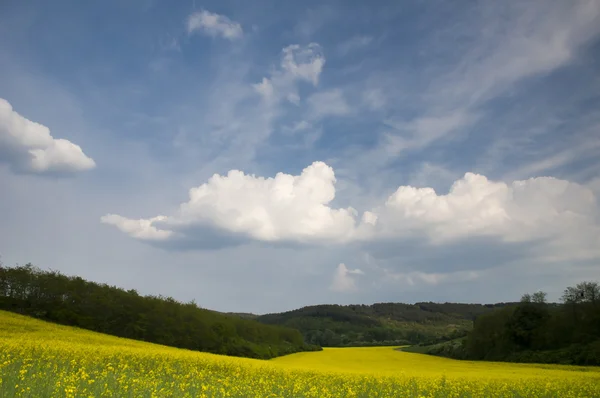 Colza field — Stock Photo, Image