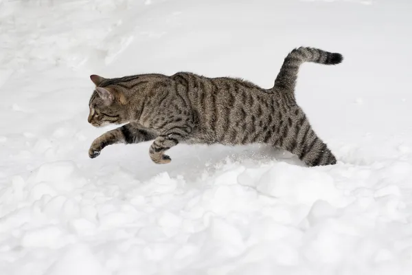 Grey cat is jumping on the snow — Stock Photo, Image