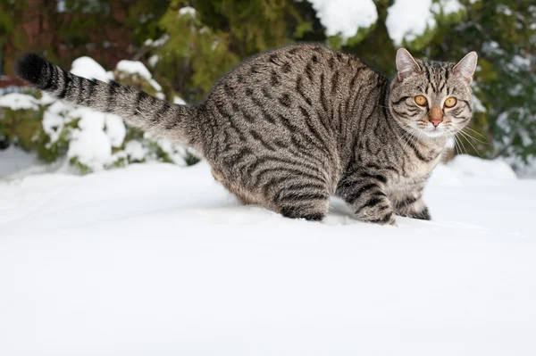 Серый кот на снегу — стоковое фото