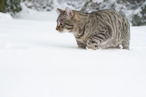 Серый кот на снегу — стоковое фото