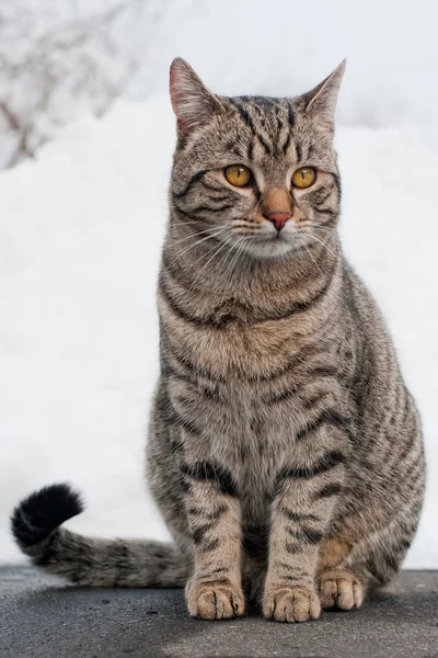 Серый кот зимой — стоковое фото