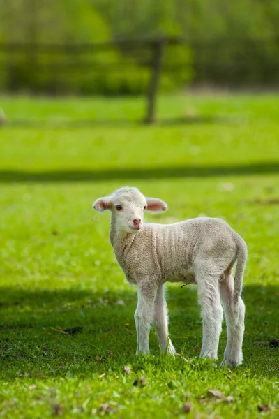 Cute young sheep — Stock Photo, Image