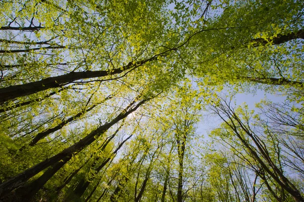 Trees and sky from below — Stock Photo, Image