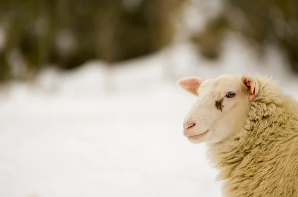 Oveja blanca en la nieve — Foto de Stock