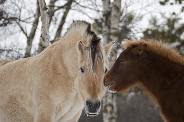 Caballos en Noruega —  Fotos de Stock