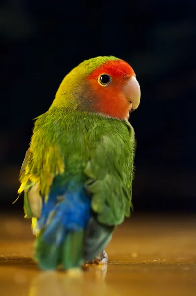 Lovely Love bird — Stock Photo, Image