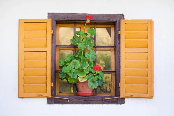 Vieja ventana con flor — Foto de Stock