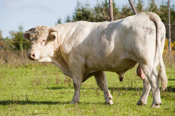 Hongaarse grijze vee stier — Stockfoto