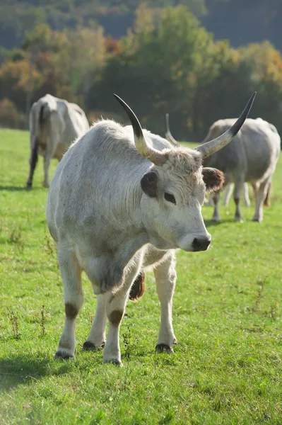 Hungarian gray cattle — Stock Photo, Image