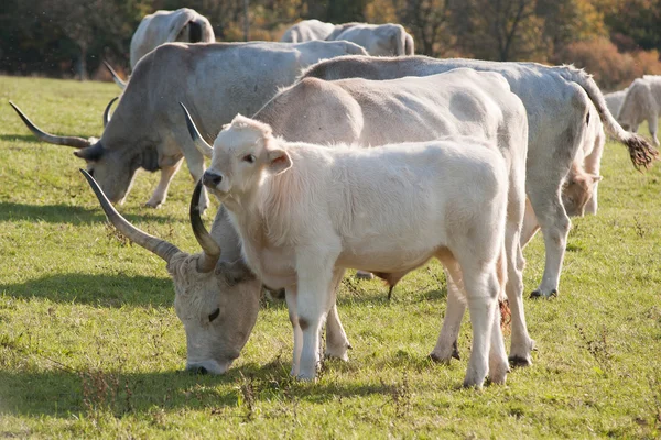 Young cow — Stock Photo, Image