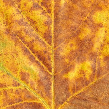 akçaağaç (acer platanoides) ağaç yaprağı