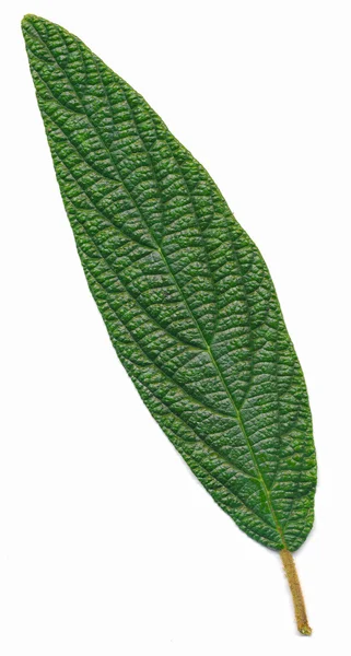 Viburnum blad på vit bakgrund — Stockfoto