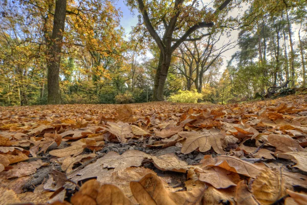 Autumn woods — Stock Photo, Image