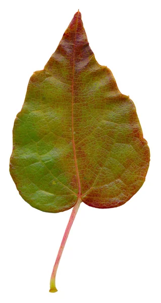 Virginia Creeper leaf — Stock Photo, Image